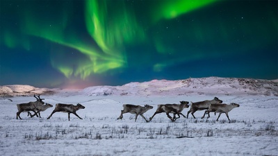 挪威苔原上的北极光和野生驯鹿 (© Anton Petrus/Getty Images)(20201224)的图片-挪威苔原上的北极光和野生驯鹿 (© Anton Petrus/Getty Images)