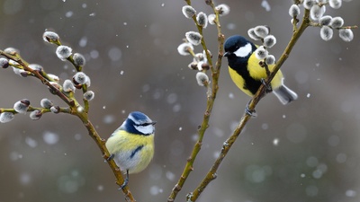 雪中的蓝山雀和大山雀，法国北孚日地区自然公园 (© Michel Rauch/Minden Pictures)(20201225)的图片-雪中的蓝山雀和大山雀，法国北孚日地区自然公园 (© Michel Rauch/Minden Pictures)