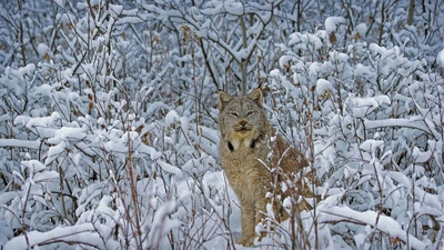 加拿大猞猁，蒙大拿州 (© Alan and Sandy Carey/Minden Pictures)(20201228)的图片-加拿大猞猁，蒙大拿州 (© Alan and Sandy Carey/Minden Pictures)