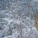 加拿大猞猁，蒙大拿州 (© Alan and Sandy Carey/Minden Pictures)(20201228)