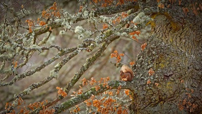 苏格兰高地上的欧亚红松鼠，苏格兰 (© Scotland: The Big Picture/Minden Pictures)(20210121)的图片-苏格兰高地上的欧亚红松鼠，苏格兰 (© Scotland: The Big Picture/Minden Pictures)