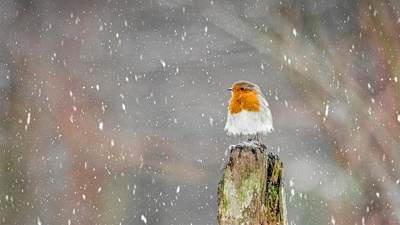 冬季暴风雪中的欧亚鸲，英格兰峰区国家公园 (© Ben Robson Hull Photography/Getty Images)(20210129)的图片-冬季暴风雪中的欧亚鸲，英格兰峰区国家公园 (© Ben Robson Hull Photography/Getty Images)