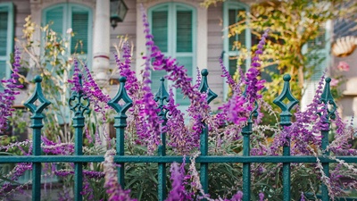 屋前的鲜花和铁艺围栏，路易斯安那州新奥尔良 (© Lauren Mitchell/Offset by Shutterstock)(20210216)的图片-屋前的鲜花和铁艺围栏，路易斯安那州新奥尔良 (© Lauren Mitchell/Offset by Shutterstock)