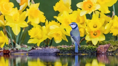 威尔士中部水仙花中的蓝山雀 (© Philip Jones/Alamy)(20210301)的图片-威尔士中部水仙花中的蓝山雀 (© Philip Jones/Alamy)