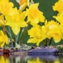 威尔士中部水仙花中的蓝山雀 (© Philip Jones/Alamy)(20210301)