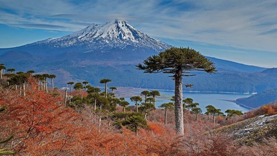 亚伊马火山与前景中的智利南洋杉，智利孔吉利奥国家公园 (© Fotografías Jorge León Cabello/Getty Images)(20210302)的图片-亚伊马火山与前景中的智利南洋杉，智利孔吉利奥国家公园 (© Fotografías Jorge León Cabello/Getty Images)