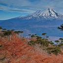 亚伊马火山与前景中的智利南洋杉，智利孔吉利奥国家公园 (© Fotografías Jorge León Cabello/Getty Images)(20210302)