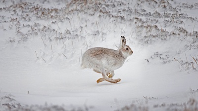 在白雪覆盖的高地上奔跑的雪兔，苏格兰 (© SCOTLAND: The Big Picture/Minden Pictures)(20210327)的图片-在白雪覆盖的高地上奔跑的雪兔，苏格兰 (© SCOTLAND: The Big Picture/Minden Pictures)