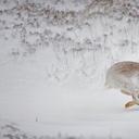 在白雪覆盖的高地上奔跑的雪兔，苏格兰 (© SCOTLAND: The Big Picture/Minden Pictures)(20210327)