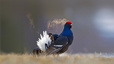 正在打鸣求偶的雄性黑琴鸡，芬兰库萨莫 (© Oliver Smart/Alamy)(20210408)的图片-正在打鸣求偶的雄性黑琴鸡，芬兰库萨莫 (© Oliver Smart/Alamy)