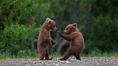在迪纳利国家公园中玩耍的灰熊幼崽，阿拉斯加  (© Ron Niebrugge/Alamy)(20210410)的图片-在迪纳利国家公园中玩耍的灰熊幼崽，阿拉斯加  (© Ron Niebrugge/Alamy)