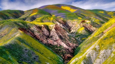 卡里佐平原国家纪念区的野花，加利福尼亚 (© Dennis Frates/Alamy)(20210414)的图片-卡里佐平原国家纪念区的野花，加利福尼亚 (© Dennis Frates/Alamy)