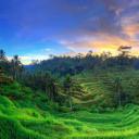 乌布德格拉朗梯田，印度尼西亚巴厘岛 (© Michele Falzone/Alamy)(20210420)