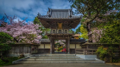 金门公园中日本茶园里盛开的樱花，加州旧金山  (© luisascanio/iStock/Getty Images)(20210501)的图片-金门公园中日本茶园里盛开的樱花，加州旧金山  (© luisascanio/iStock/Getty Images)