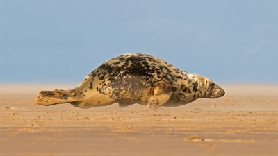正爬上唐娜·诺克沙滩的灰海豹，英格兰北林肯郡 (© Frederic Desmette/Minden Pictures)(20210504)的图片-正爬上唐娜·诺克沙滩的灰海豹，英格兰北林肯郡 (© Frederic Desmette/Minden Pictures)