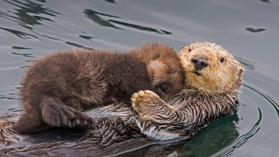 海獭妈妈和新生的幼崽，加利福尼亚州蒙特雷湾 (© Suzi Eszterhas/Minden Pictures)(20210509)的图片-海獭妈妈和新生的幼崽，加利福尼亚州蒙特雷湾 (© Suzi Eszterhas/Minden Pictures)