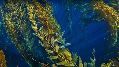 海峡群岛附近巨藻林中的加利福尼亚海狮 (© Nature Picture Library/Alamy)(20210530)的图片-海峡群岛附近巨藻林中的加利福尼亚海狮 (© Nature Picture Library/Alamy)