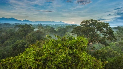 La Selva生物站热带雨林树冠上的黑嘴巨嘴鸟，哥斯达黎加 (© Greg Basco/Minden Pictures)(20210605)的图片-La Selva生物站热带雨林树冠上的黑嘴巨嘴鸟，哥斯达黎加 (© Greg Basco/Minden Pictures)
