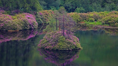 格伦·埃蒂夫盛开着石南花的小湖，苏格兰 (© Oliver Hellowell/Minden Pictures)(20210611)的图片-格伦·埃蒂夫盛开着石南花的小湖，苏格兰 (© Oliver Hellowell/Minden Pictures)