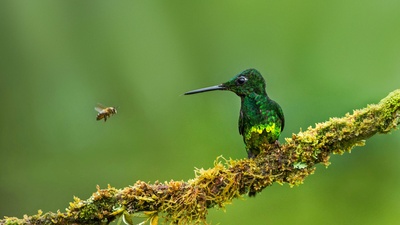 皇辉蜂鸟和蜜蜂，哥伦比亚 (© Jiri Hrebicek/Alamy)(20210625)的图片-皇辉蜂鸟和蜜蜂，哥伦比亚 (© Jiri Hrebicek/Alamy)