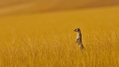 A meerkat in Namibia (© Danita Delimont/Offset by Shutterstock)(20210702)的图片-A meerkat in Namibia (© Danita Delimont/Offset by Shutterstock)