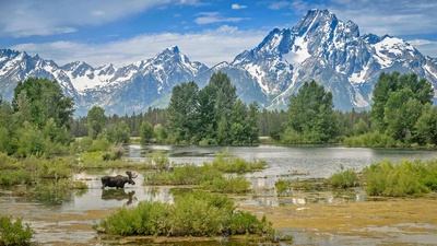 驼鹿穿过莫兰山下的池塘，怀俄明州大提顿国家公园 (© Jim Stamates/Minden Pictures)(20210713)的图片-驼鹿穿过莫兰山下的池塘，怀俄明州大提顿国家公园 (© Jim Stamates/Minden Pictures)