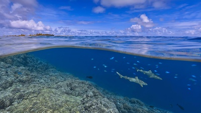 大溪地海岸附近的乌翅真鲨，法属波利尼西亚 (© Paul Mckenzie/Minden Pictures)(20210714)的图片-大溪地海岸附近的乌翅真鲨，法属波利尼西亚 (© Paul Mckenzie/Minden Pictures)