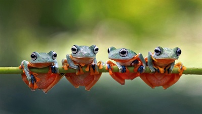 Javan tree frogs sitting together on a stalk in Indonesia (© SnapRapid/Offset by Shutterstock)(20210724)的图片-Javan tree frogs sitting together on a stalk in Indonesia (© SnapRapid/Offset by Shutterstock)