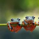 Javan tree frogs sitting together on a stalk in Indonesia (© SnapRapid/Offset by Shutterstock)(20210724)