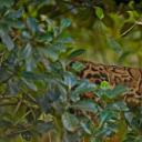 云豹 (© Dhritiman Mukherjee/Alamy)(20210804)