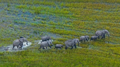 奥卡万戈三角洲上的非洲草原象群，博茨瓦纳 (© Juan-Carlos Munoz/Minden Pictures)(20210812)的图片-奥卡万戈三角洲上的非洲草原象群，博茨瓦纳 (© Juan-Carlos Munoz/Minden Pictures)