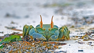 安斯海滩上的角眼沙蟹，塞舌尔普拉兰岛 (© Ingo Schulz/Offset by Shutterstock)(20210813)的图片-安斯海滩上的角眼沙蟹，塞舌尔普拉兰岛 (© Ingo Schulz/Offset by Shutterstock)