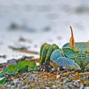 安斯海滩上的角眼沙蟹，塞舌尔普拉兰岛 (© Ingo Schulz/Offset by Shutterstock)(20210813)