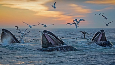 出现在马萨诸塞州海岸附近的座头鲸 (© Eric Kulin/plainpicture)(20210907)的图片-出现在马萨诸塞州海岸附近的座头鲸 (© Eric Kulin/plainpicture)