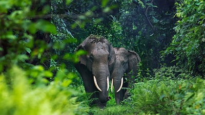 Asian elephants in West Bengal, India (© Avijan Saha/Minden Pictures)(20210912)的图片-Asian elephants in West Bengal, India (© Avijan Saha/Minden Pictures)