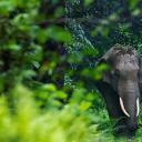 Asian elephants in West Bengal, India (© Avijan Saha/Minden Pictures)(20210912)