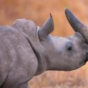 白犀牛宝宝和它的妈妈 (© Martin Harvey/Alamy)(20210922)