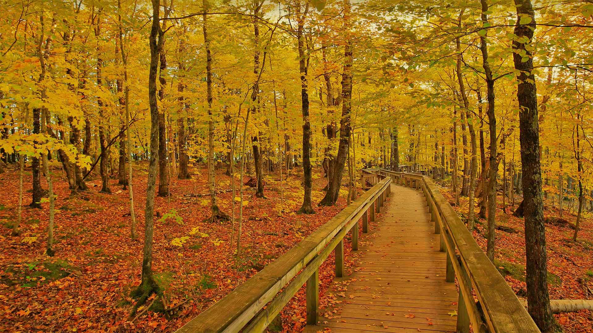 Escarpment Trail in Porcupine Mountains Wilderness State Park, Michigan (© Pat & Chuck Blackley/Alamy)(20210925)的图片-Escarpment Trail in Porcupine Mountains Wilderness State Park, Michigan (© Pat & Chuck Blackley/Alamy)