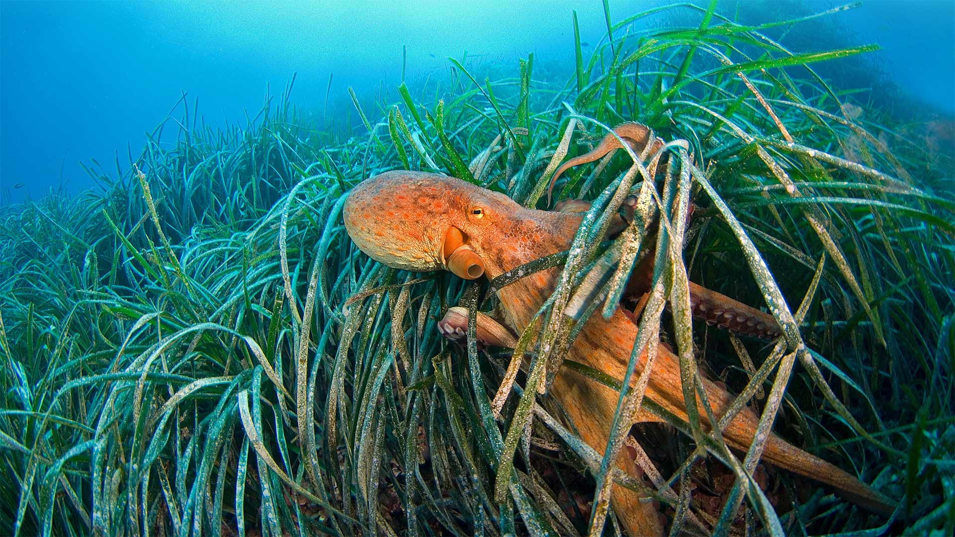 海草中的章鱼，法国利翁湾 (© BIOSPHOTO/Alamy)(20211008)的图片-海草中的章鱼，法国利翁湾 (© BIOSPHOTO/Alamy)