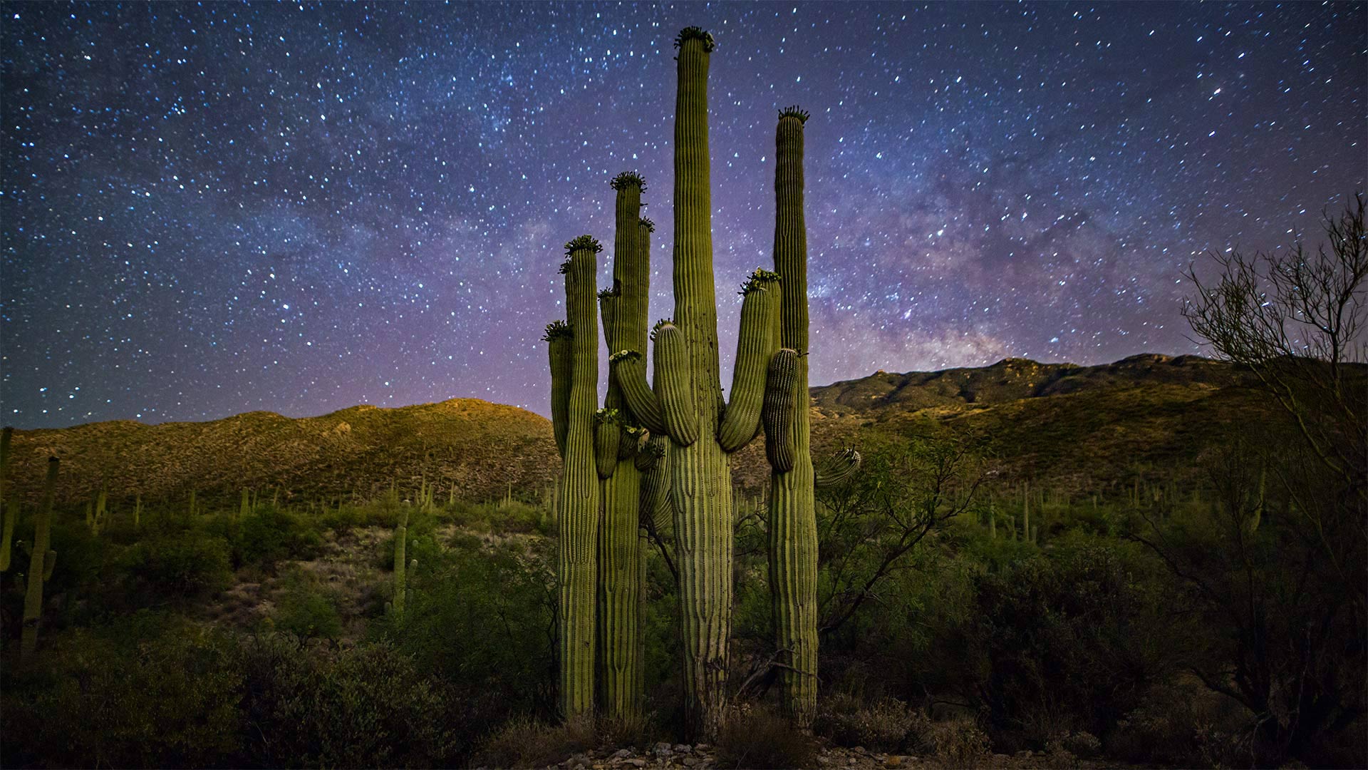 星空下的仙人掌家族，美国萨瓜罗国家公园 (© Christian Foto Az/Shutterstock)(20211014)的图片-星空下的仙人掌家族，美国萨瓜罗国家公园 (© Christian Foto Az/Shutterstock)