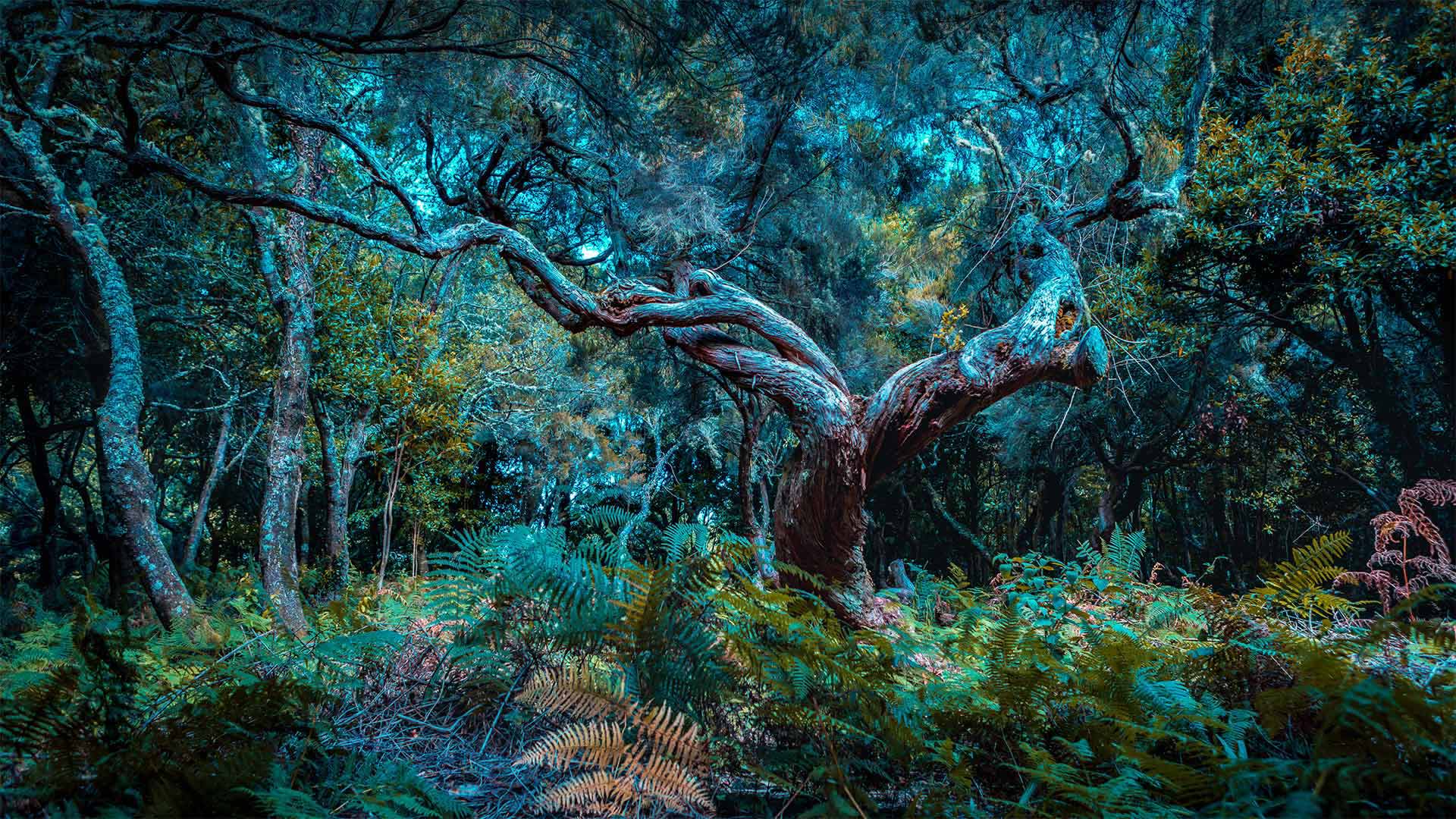 马德拉岛的法纳尔森林，葡萄牙 (© Val Thoermer/Alamy)(20211019)的图片-马德拉岛的法纳尔森林，葡萄牙 (© Val Thoermer/Alamy)