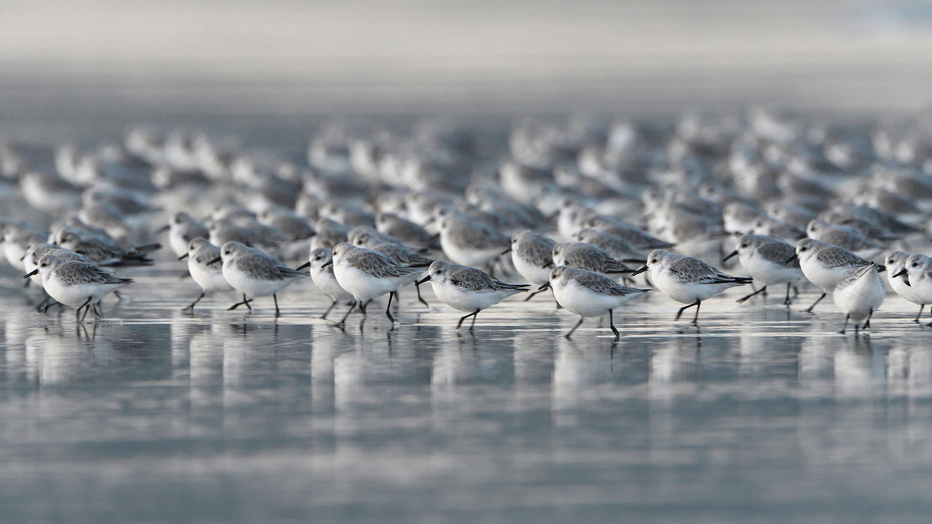 海滩上的三趾鹬，法国布列塔尼大区 (© Fabrice Cahez/Minden Pictures)(20211101)的图片-海滩上的三趾鹬，法国布列塔尼大区 (© Fabrice Cahez/Minden Pictures)