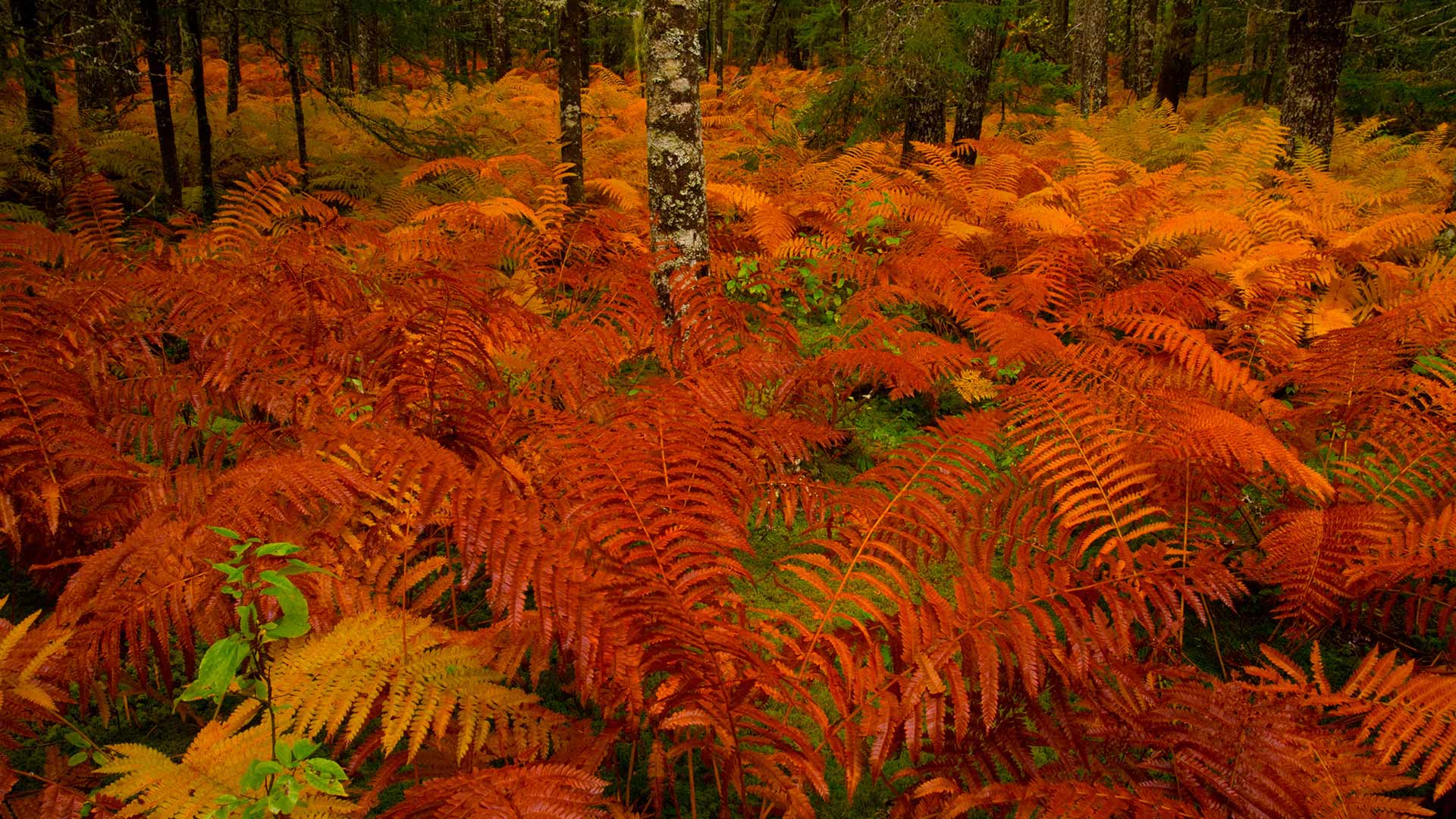 亡灵节上点缀公墓的万寿菊，墨西哥米却肯州 (© Irwin Barrett/Design Pics/Alamy)(20211102)的图片-亡灵节上点缀公墓的万寿菊，墨西哥米却肯州 (© Irwin Barrett/Design Pics/Alamy)