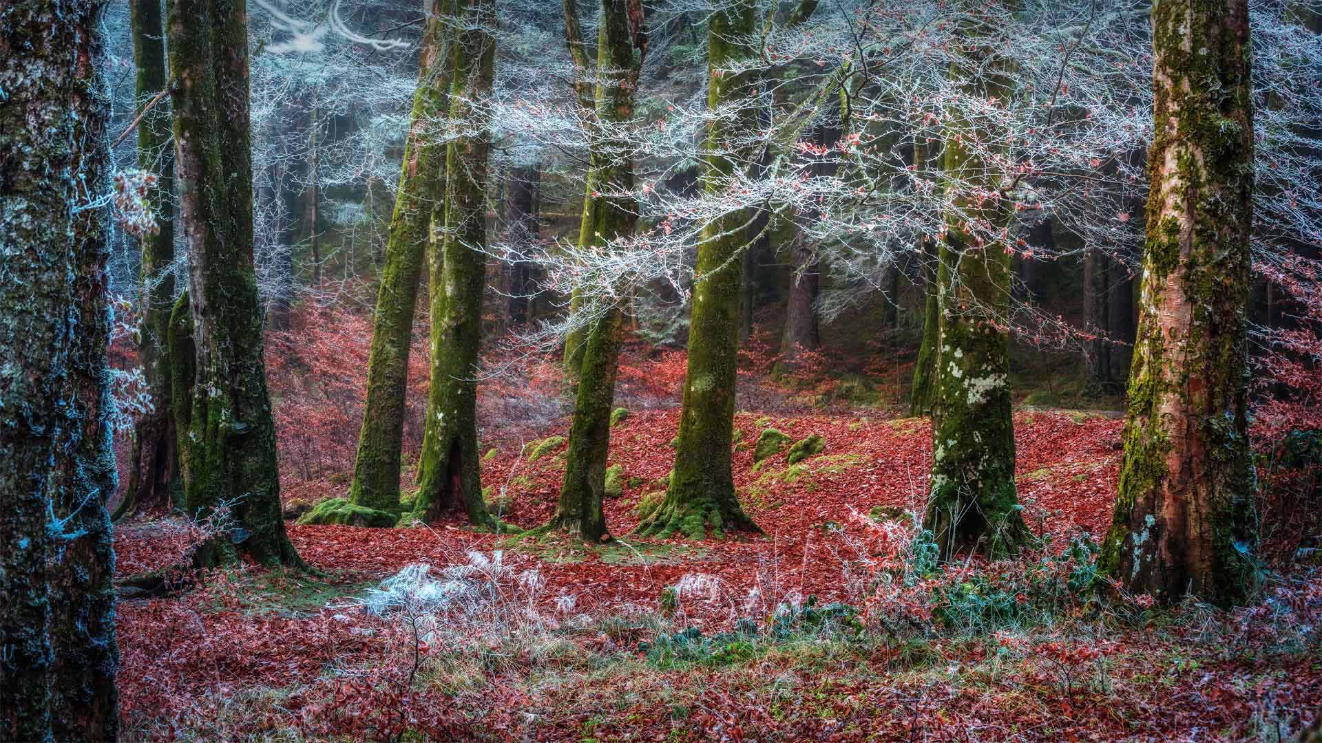 Invergarry村庄附近的森林，苏格兰 (© Matt Anderson Photography/Getty Images)(20211121)的图片-Invergarry村庄附近的森林，苏格兰 (© Matt Anderson Photography/Getty Images)