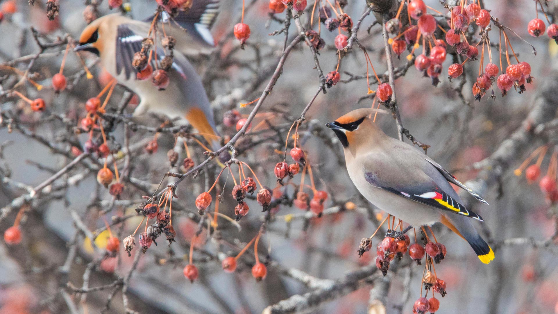 枝头上的太平鸟（北美亚种），加拿大 (© Mircea Costina/Alamy)(20211126)的图片-枝头上的太平鸟（北美亚种），加拿大 (© Mircea Costina/Alamy)