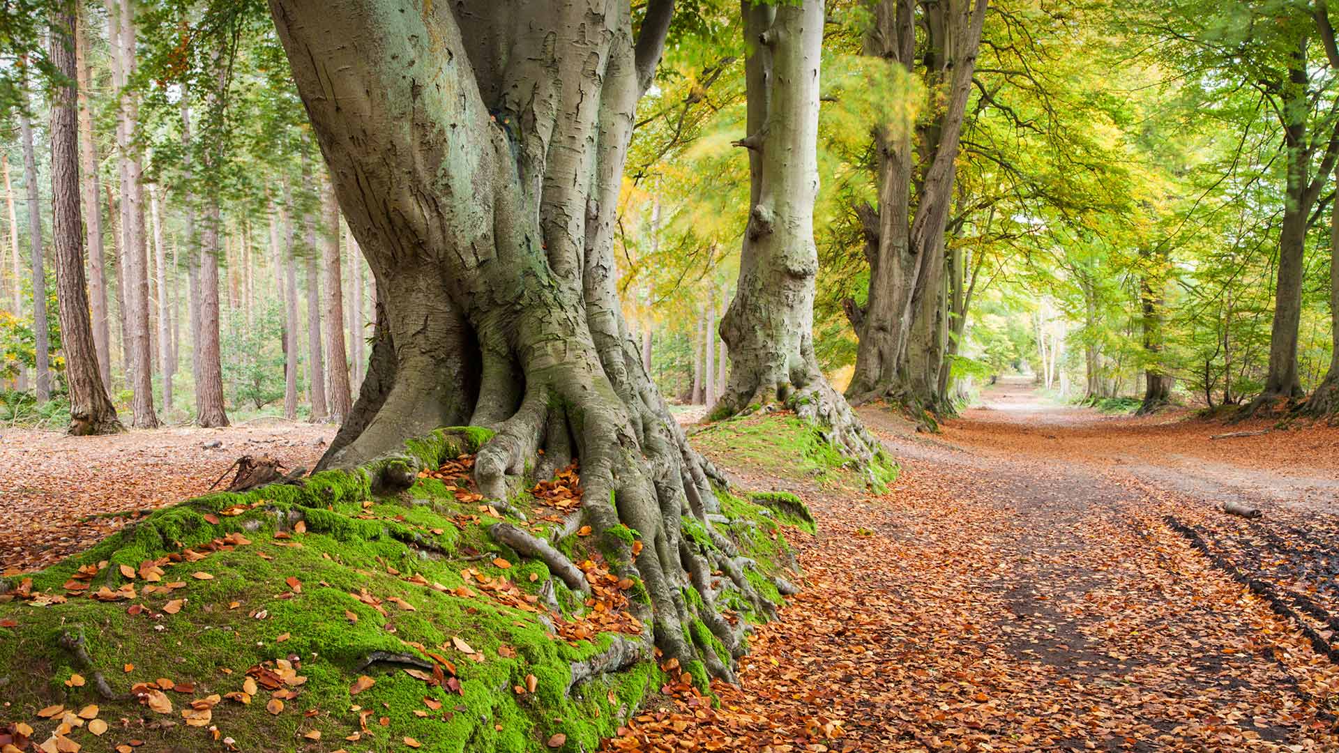 古老的水青冈树，英国北安普顿郡 (© Andrew Baskott/Alamy)(20211128)的图片-古老的水青冈树，英国北安普顿郡 (© Andrew Baskott/Alamy)