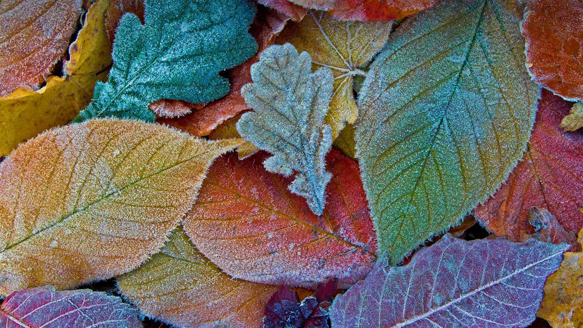 Autumn leaves coated with frost (© sagarmanis/Getty Images)(20211203)的图片-Autumn leaves coated with frost (© sagarmanis/Getty Images)