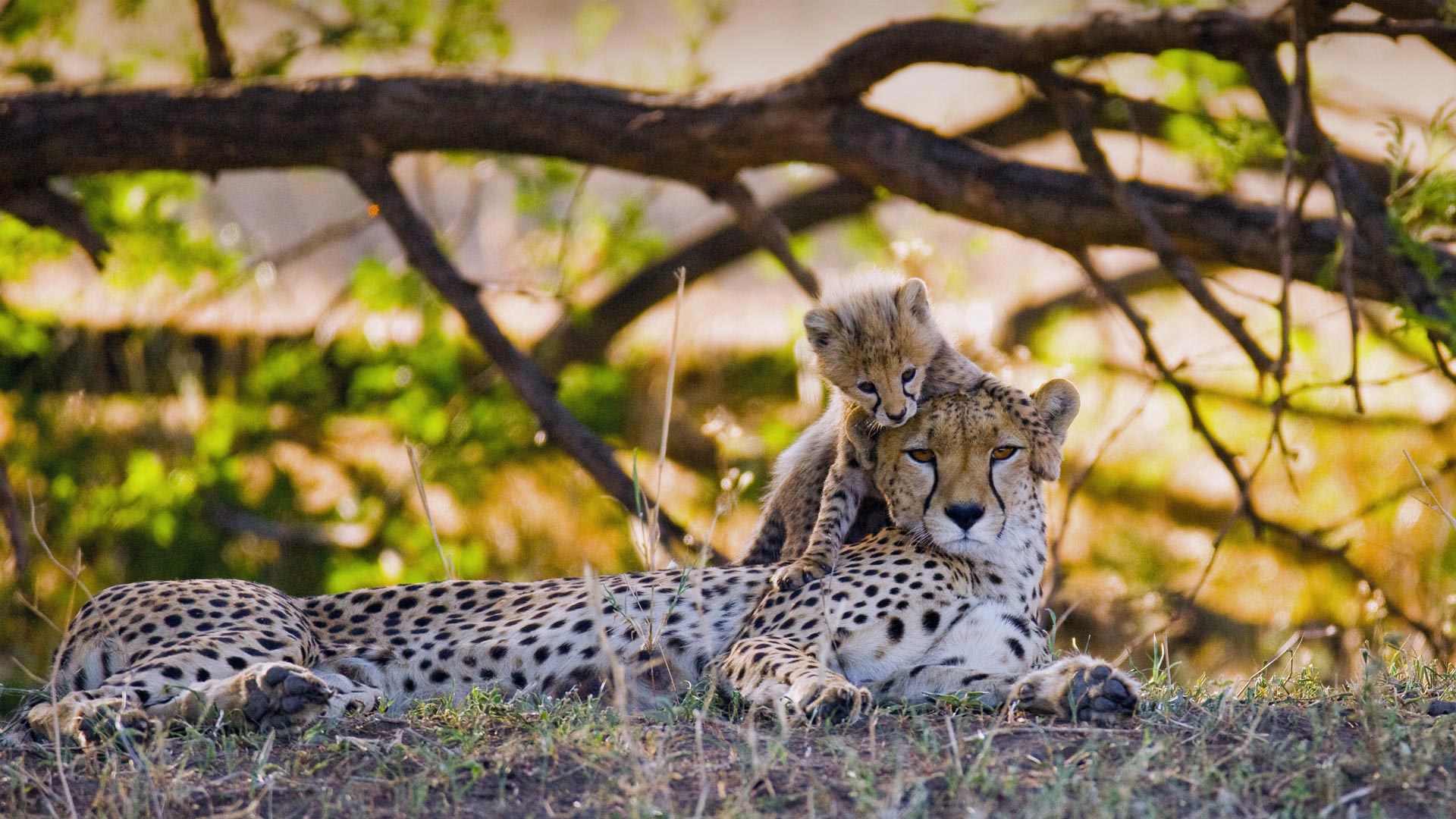 Mother cheetah and her cub in the Maasai Mara nature reserve, Kenya (© gudkovandrey/Adobe Stock)(20211204)的图片-Mother cheetah and her cub in the Maasai Mara nature reserve, Kenya (© gudkovandrey/Adobe Stock)
