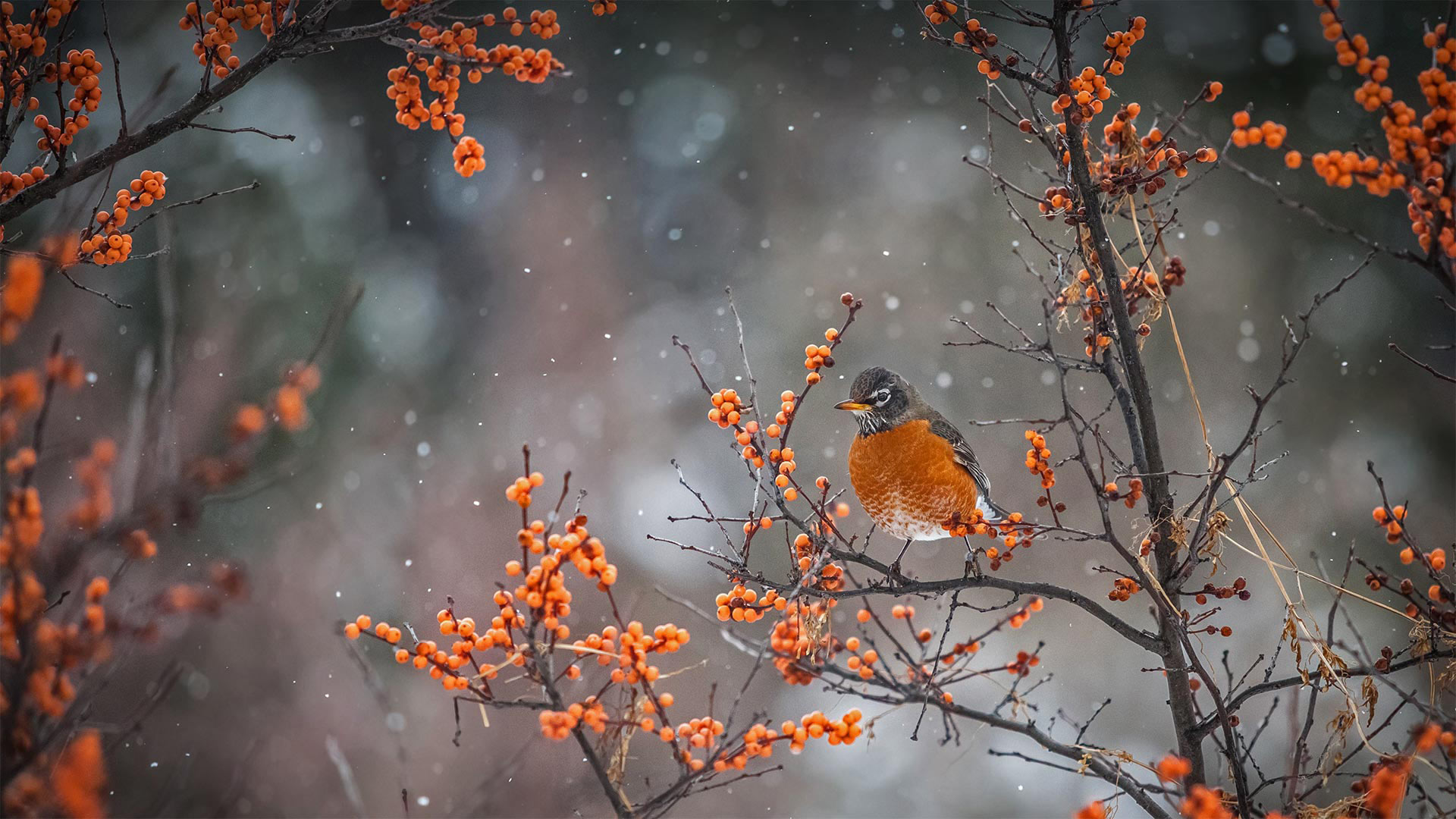 伫立枝头的旅鸫鸟，加拿大 (© marcophotos/Getty Images)(20211214)的图片-伫立枝头的旅鸫鸟，加拿大 (© marcophotos/Getty Images)