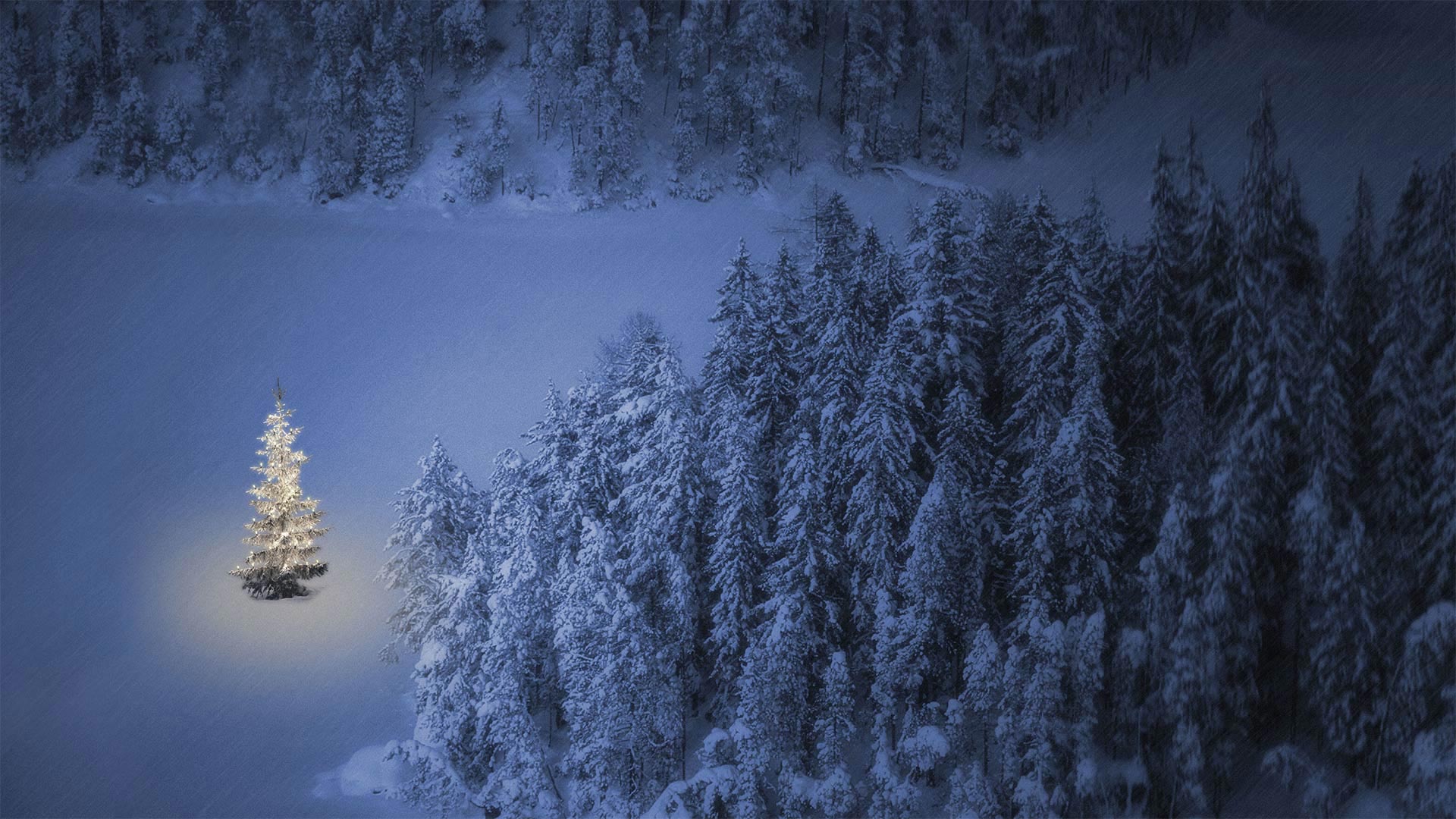 湖畔的一棵小圣诞树，奥地利魏森湖 (© nagelestock/Alamy)(20211224)的图片-湖畔的一棵小圣诞树，奥地利魏森湖 (© nagelestock/Alamy)